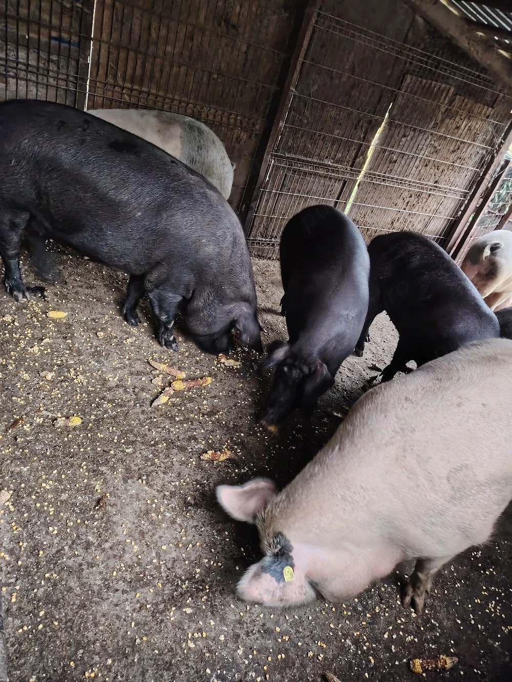 Porci Crăciun 