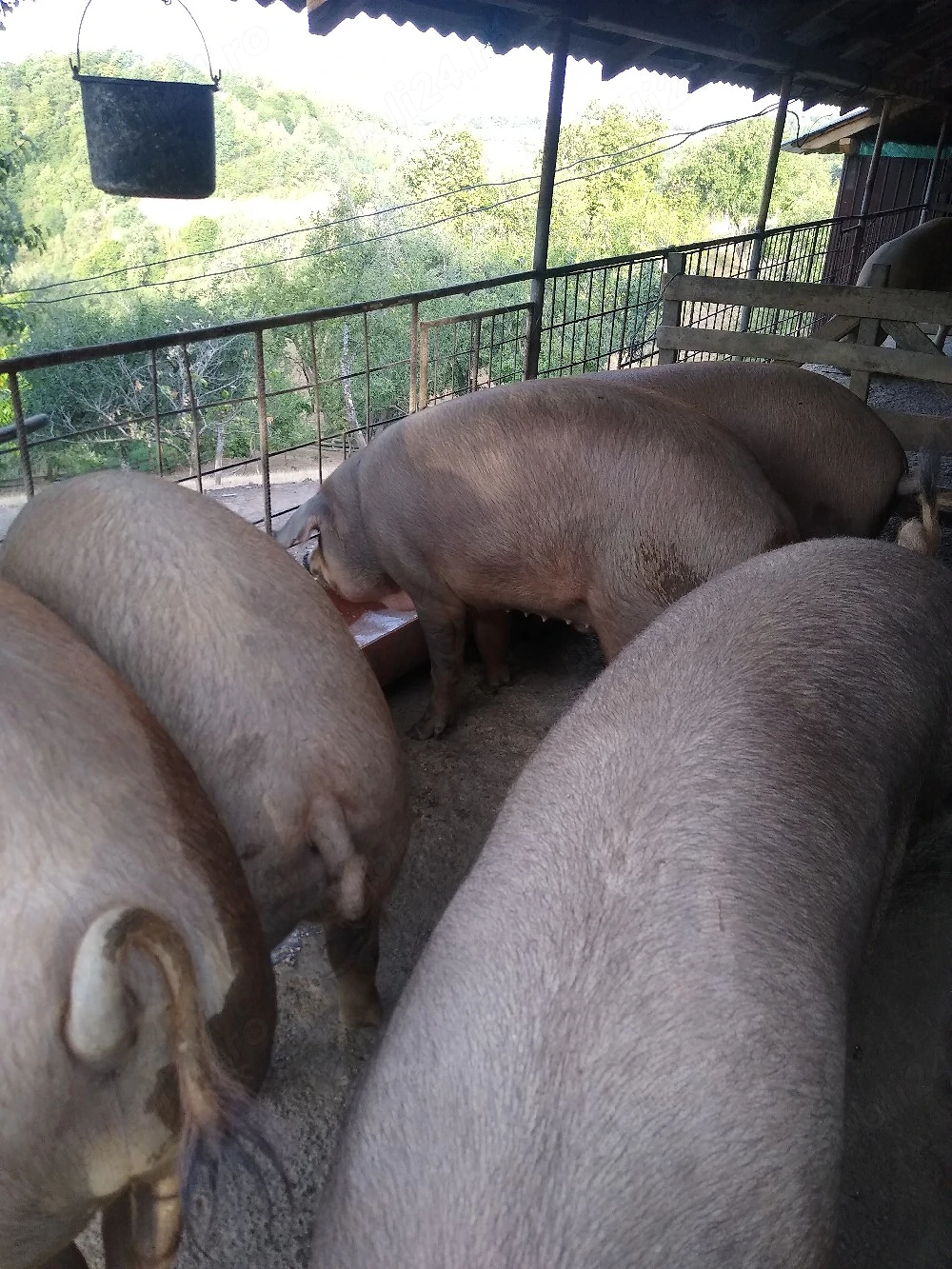 Porci de vânzare 