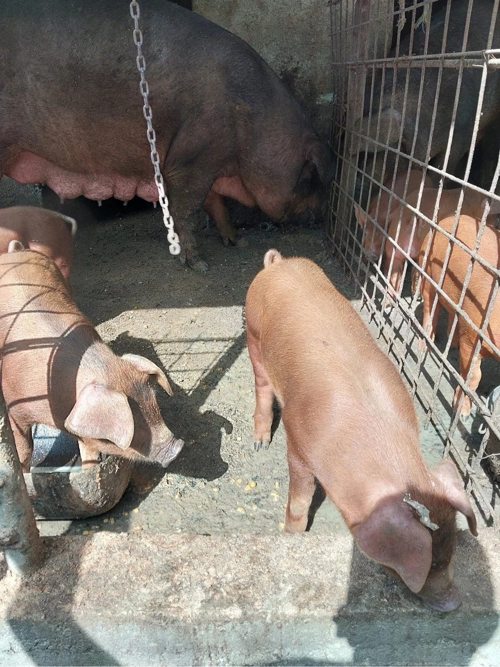Purcei duroc