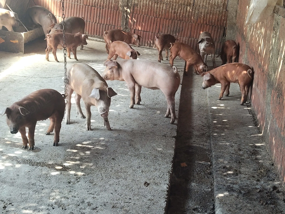 Vand purcei duro si petrain