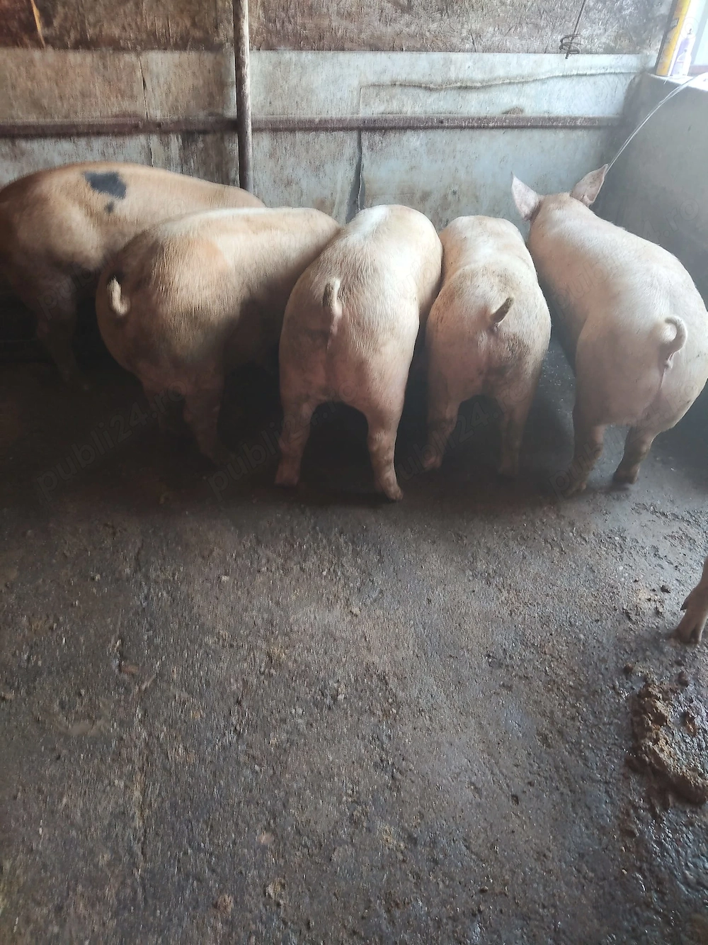 Vând porci și purcei de carne 