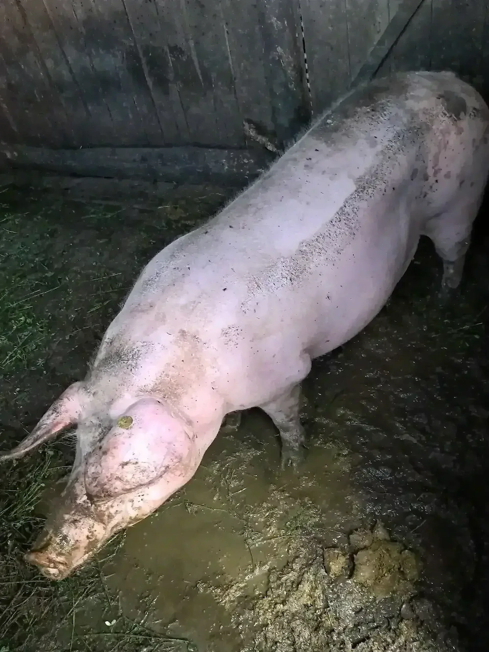 VÂND  2 porci (masculi)pentru  Crăciun 