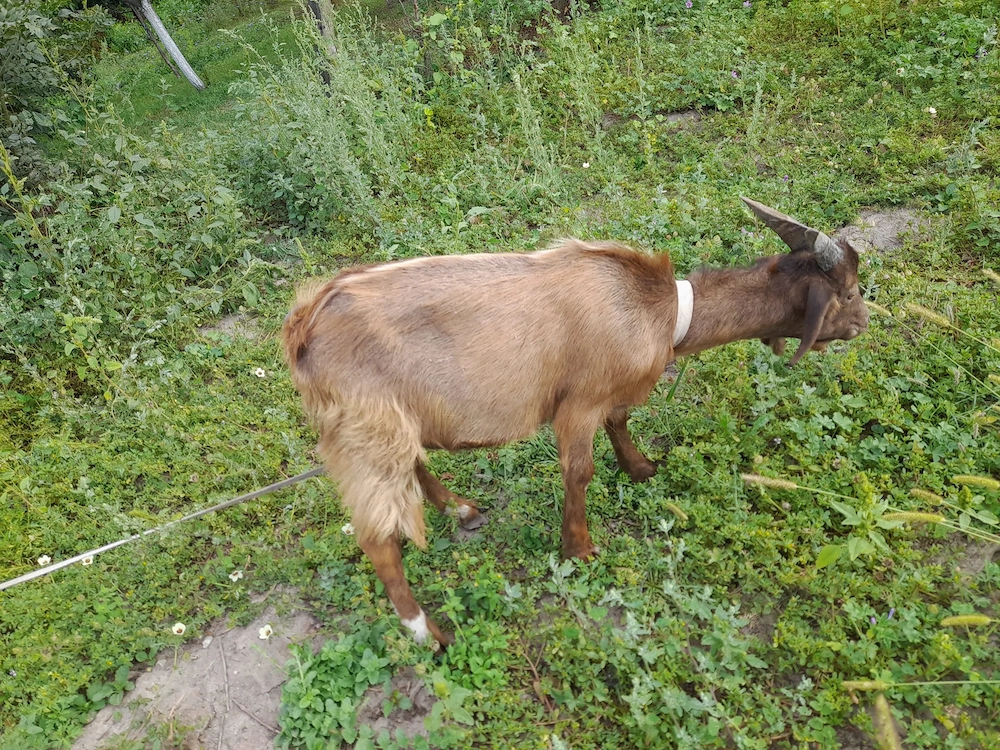 Vând țapi la varsă de 5 luni 300 bucata