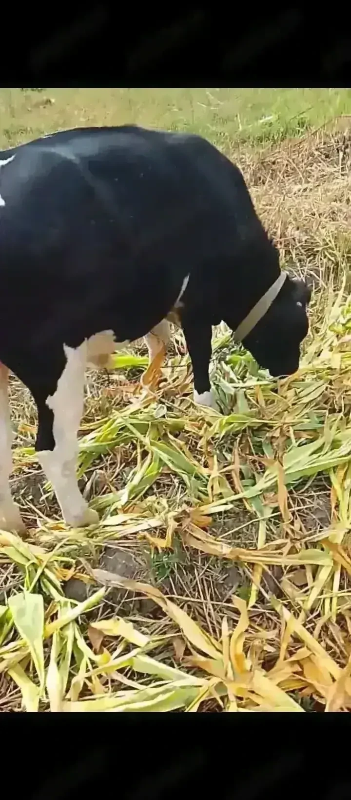 Vând taur de rasă de 7 luni