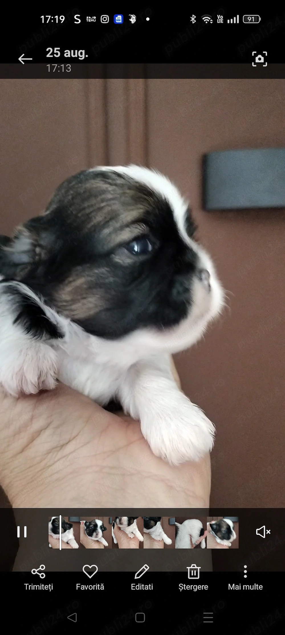 Doua fetite shih tzu, disponibile