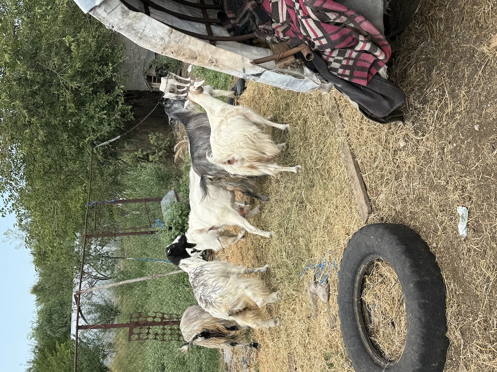 5 capre de lapte