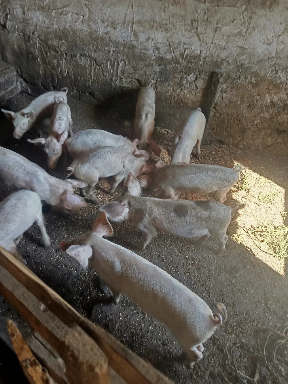 Purcei de vânzare 