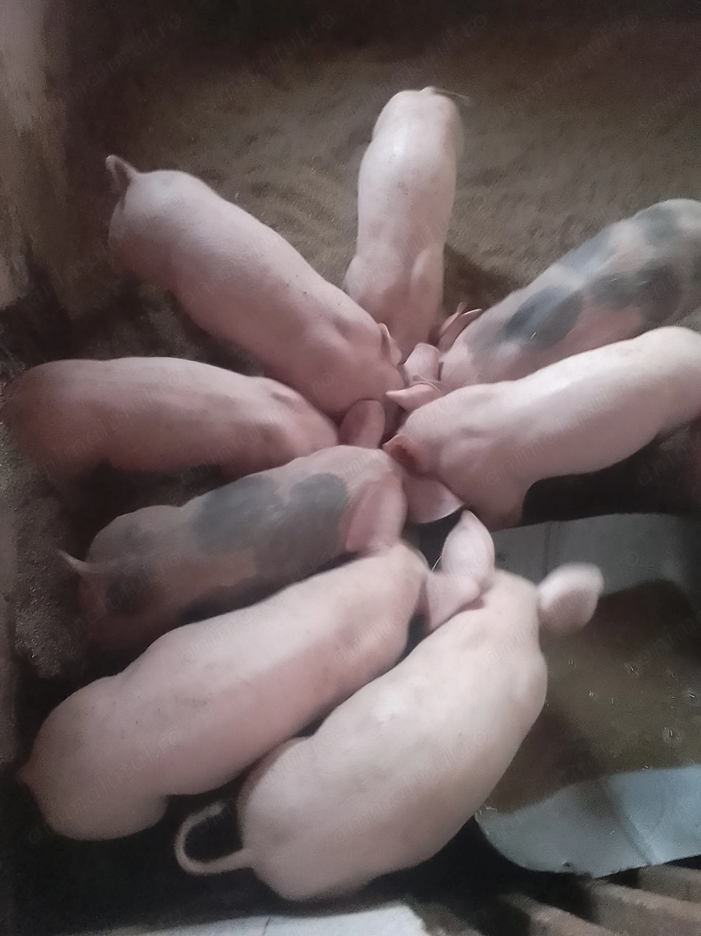 Vand purcei de carne crescuți în gospodărie 