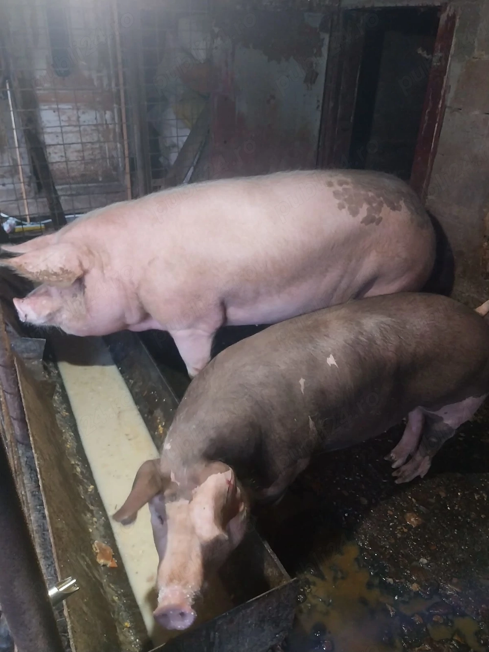 Porci de vanzare