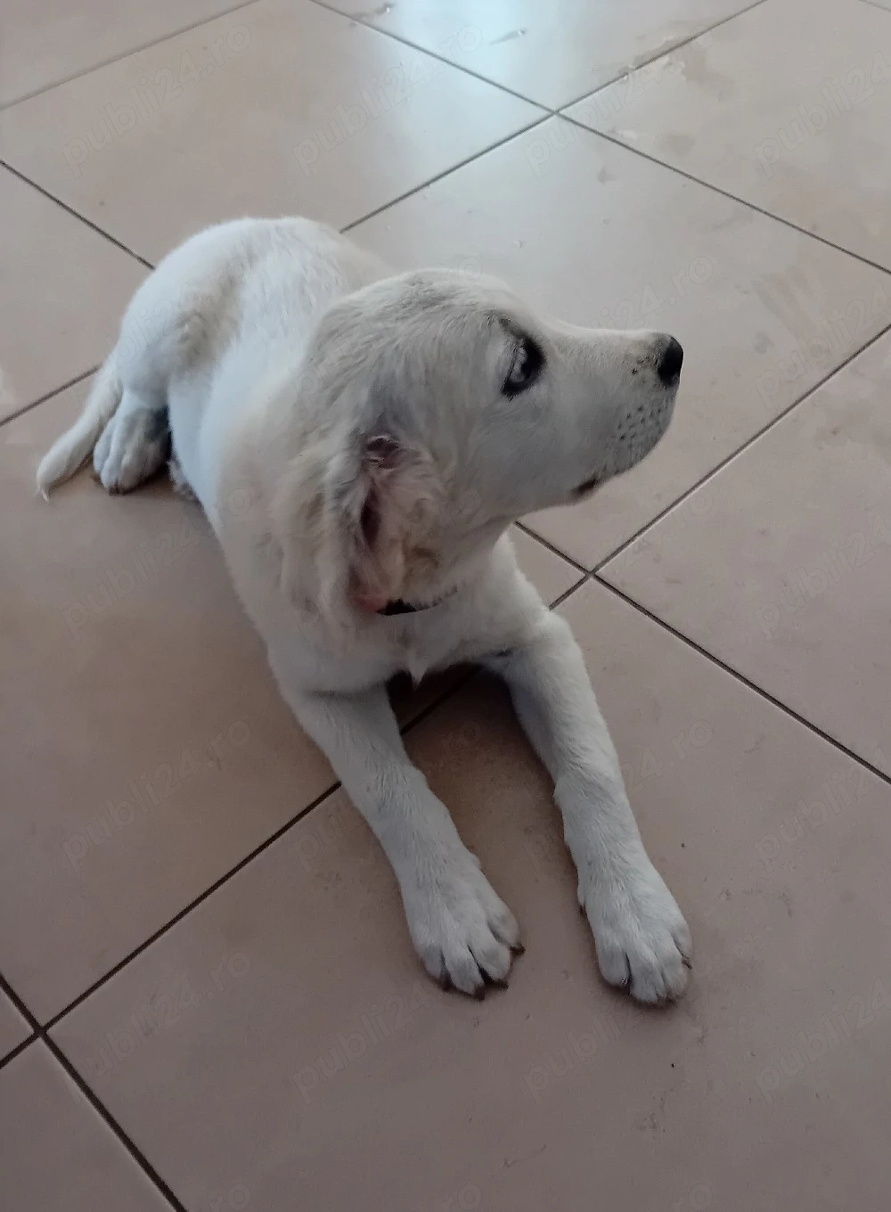 Catelusa Golden Retriever