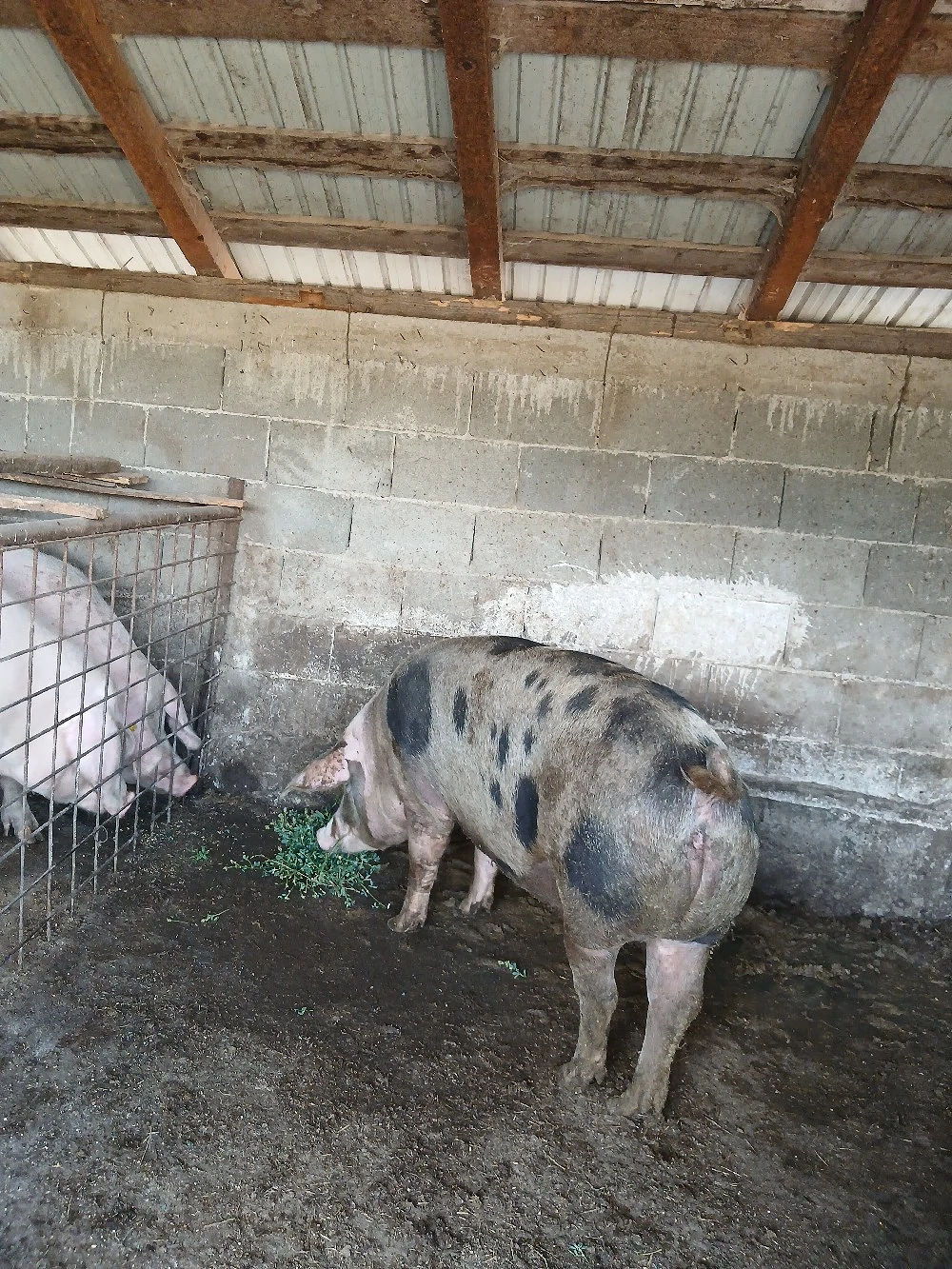 vand porc aproximativ 160-170kg