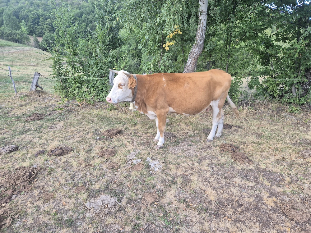 Vaca 5 ani