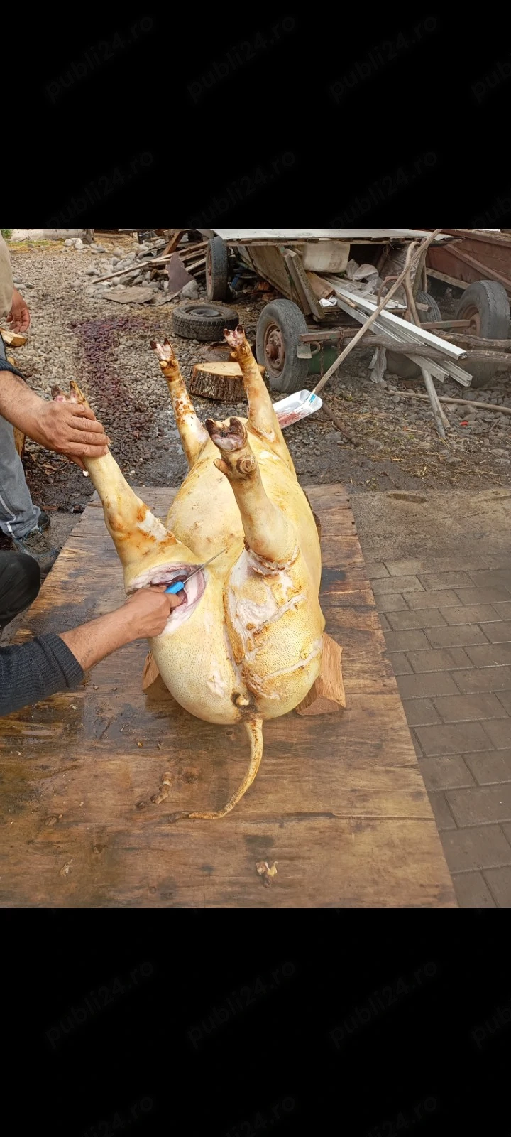 porci de vânzare 