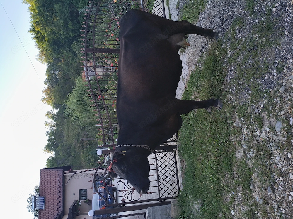 Vacă bună de lapte !