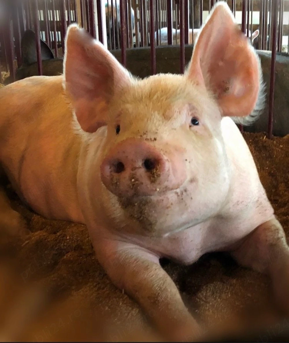 Porci rasa de vanzare 