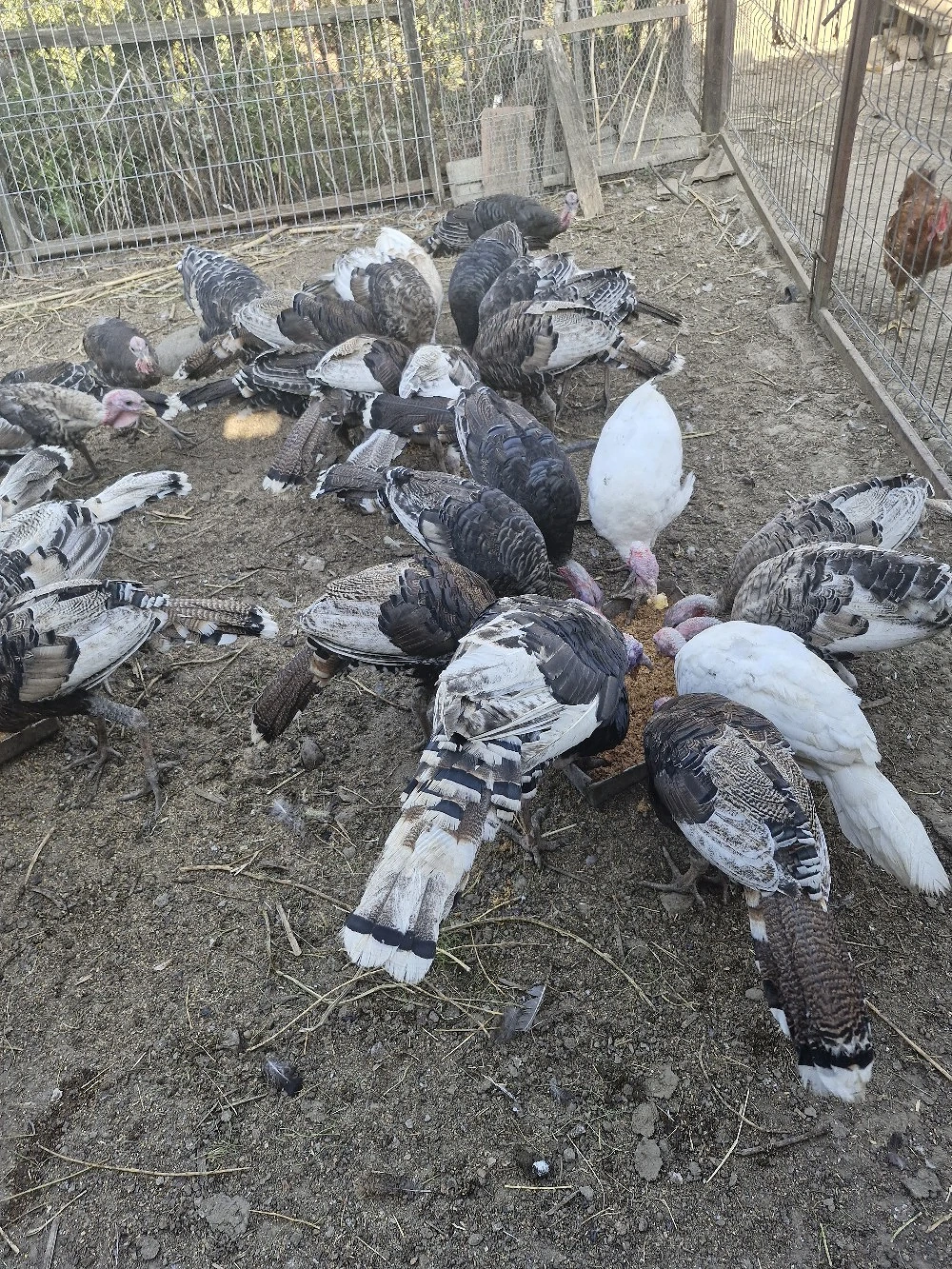 Vînd curci,curcani