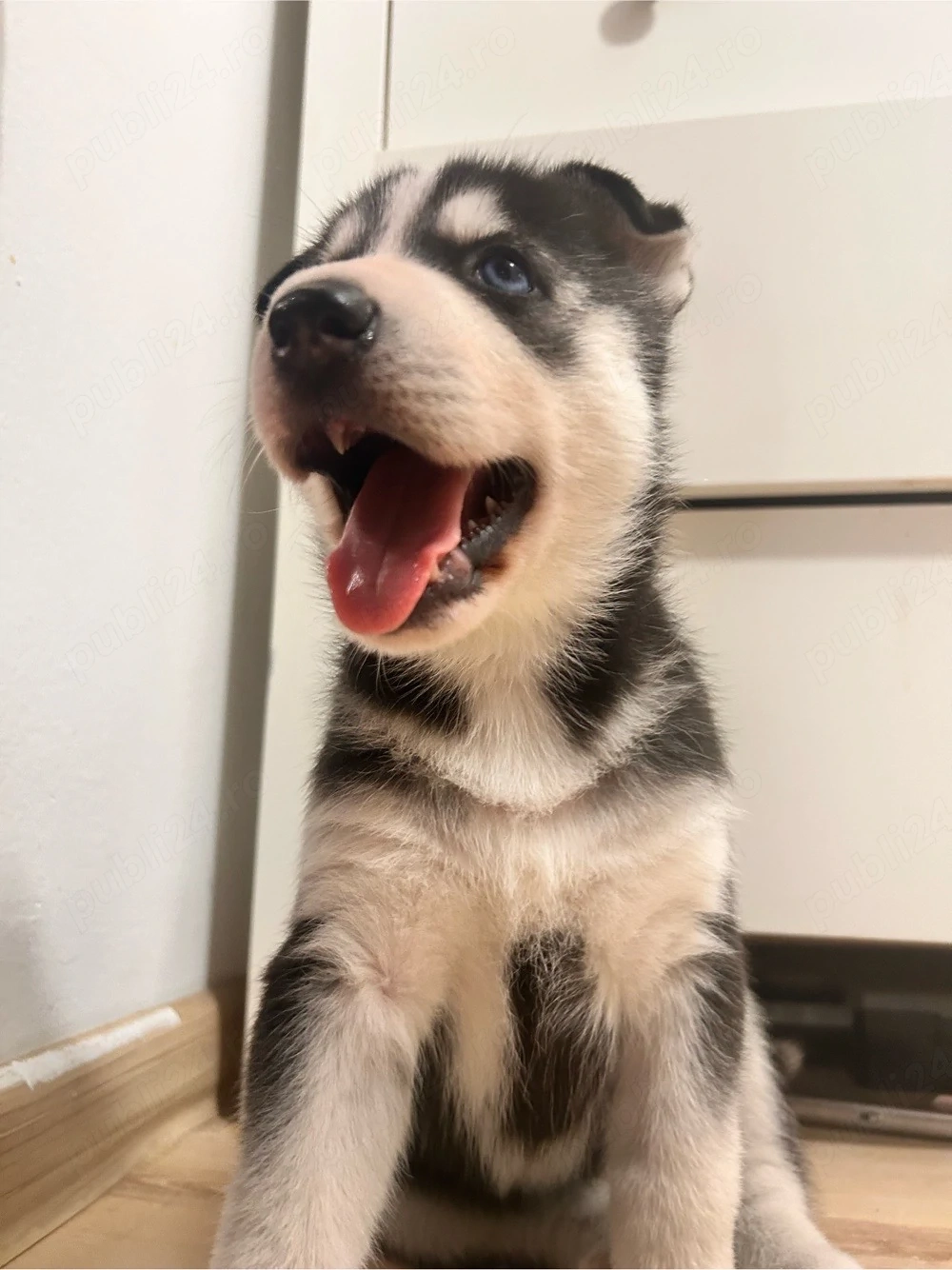 vand pui husky