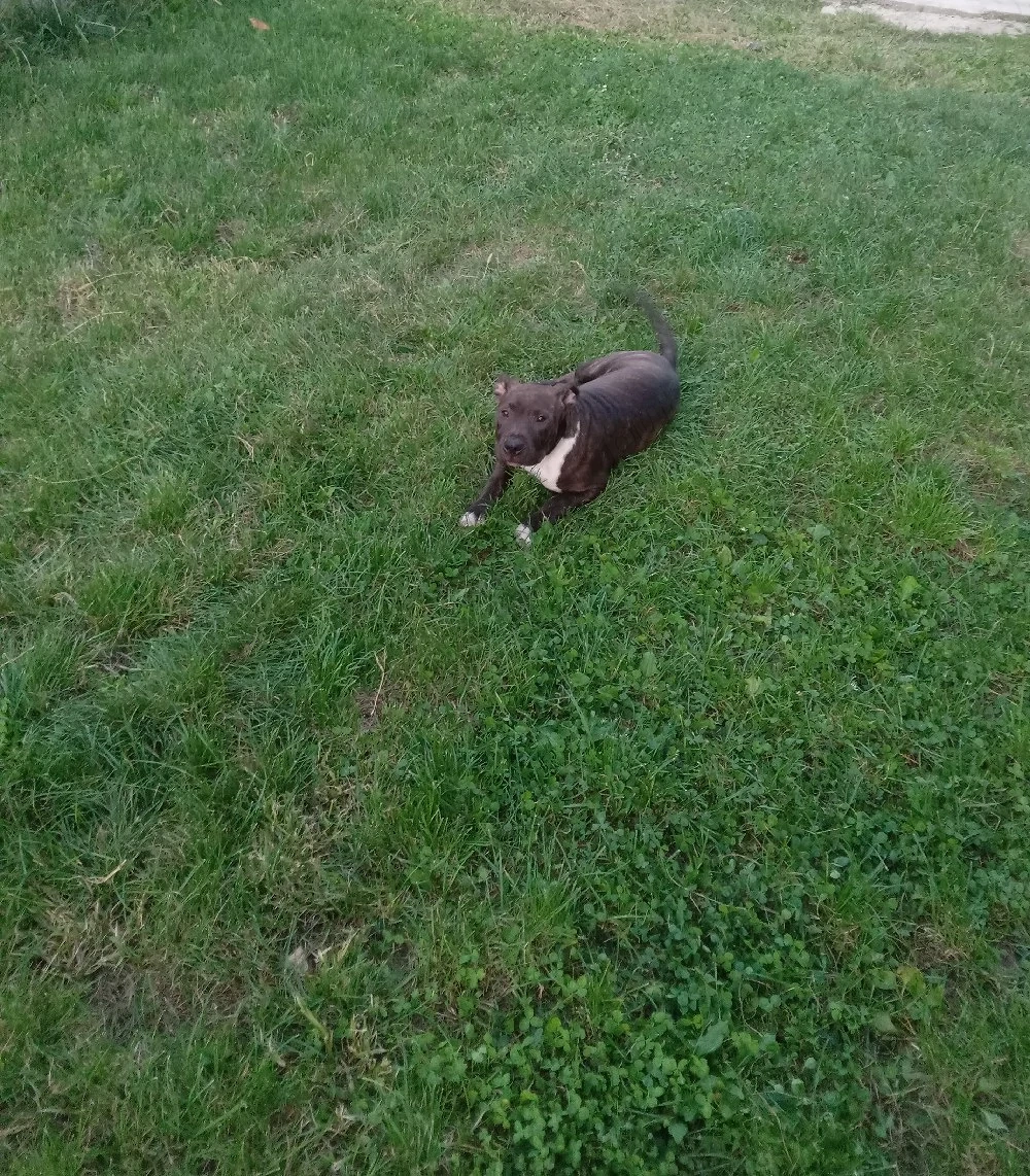 Pui Amstaff 3 luni