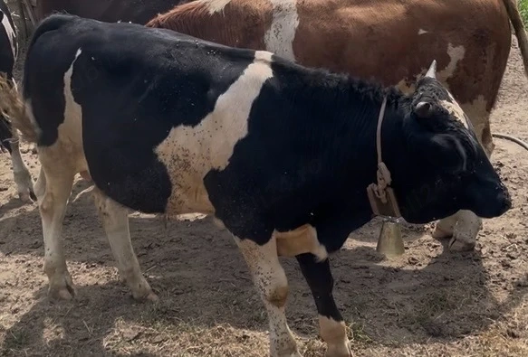 taur metis de angus 