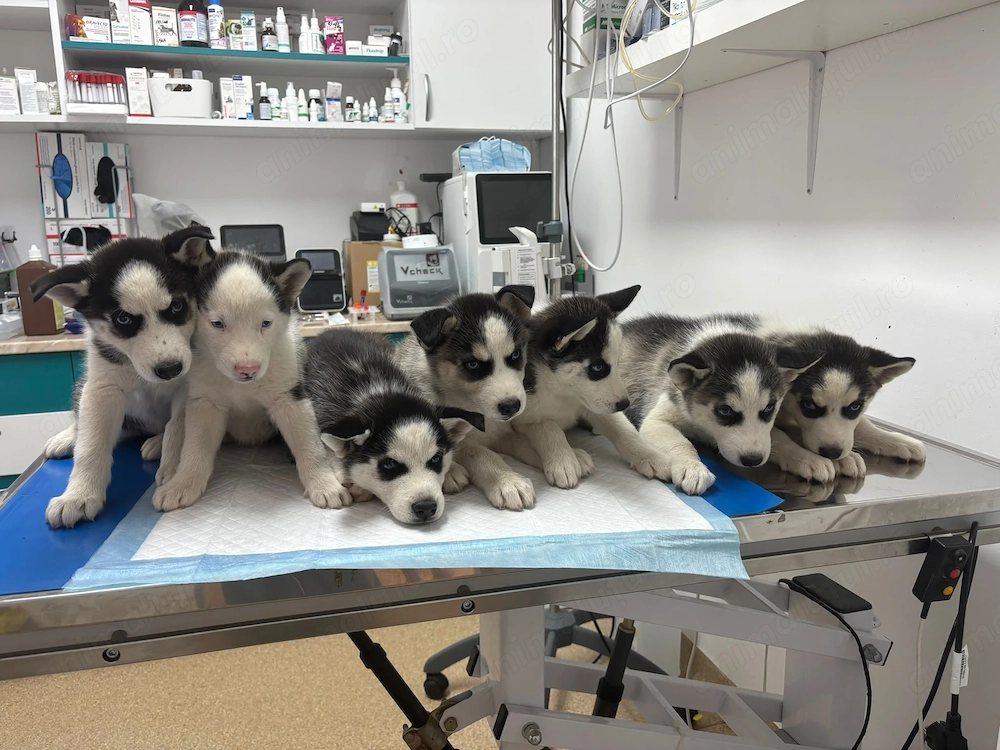  Pui Husky 2 luni vaccinați si gata de o nouă casă cu oamenii responsabili!