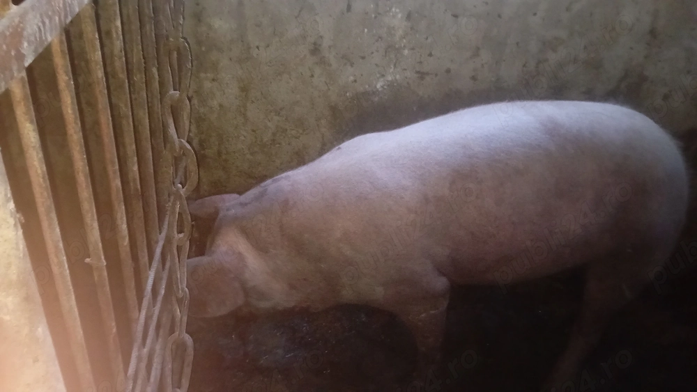 Scroafa gestanta în 6 saptamani++ duroc montata cu pietrean fără par!