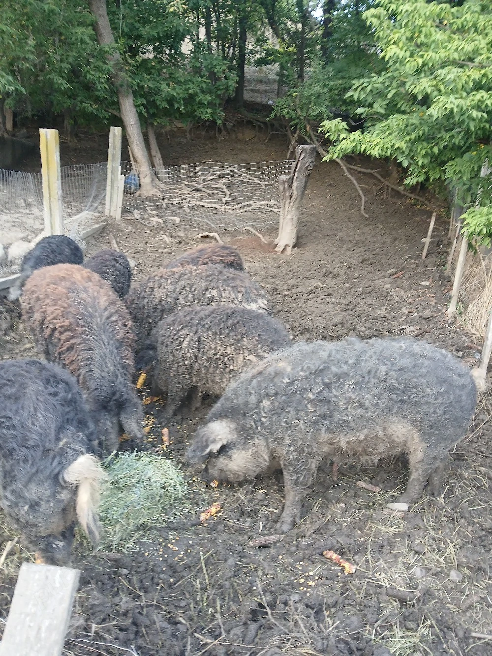 Porci mangalita de vanzare 