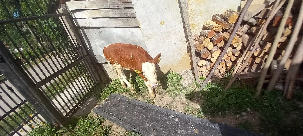 vitica si bouc de vânzare 