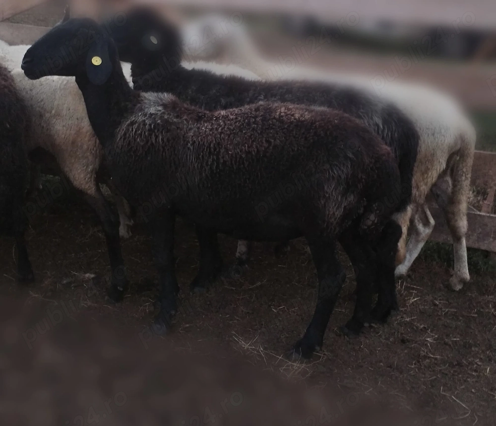 Vând 6 oii caracul de ținut , au lapte
