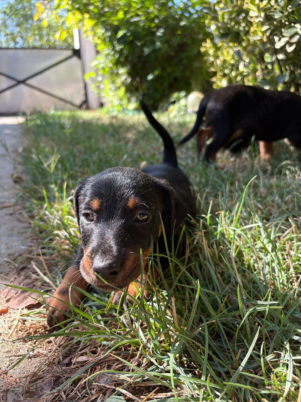 căței Jagdterrier  