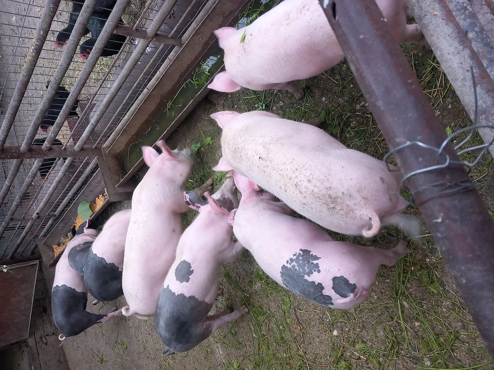 Vând porci, grăsuni de 5 luni