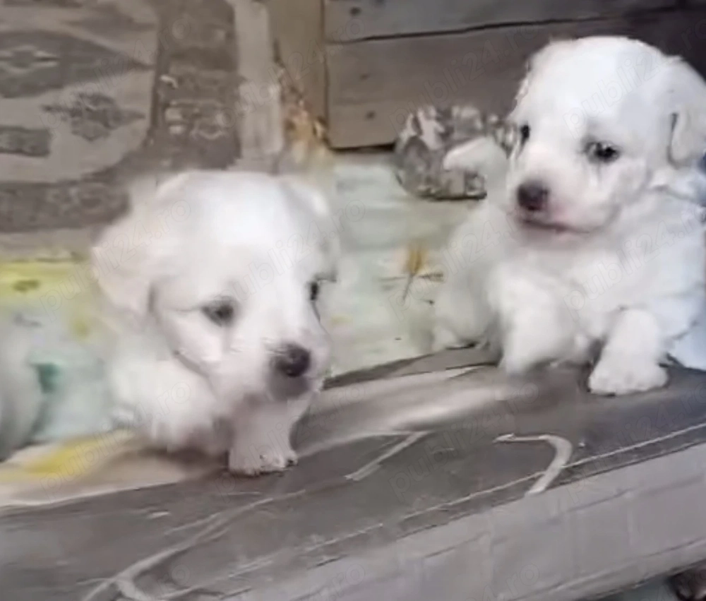 Bichon maltez talie mică 