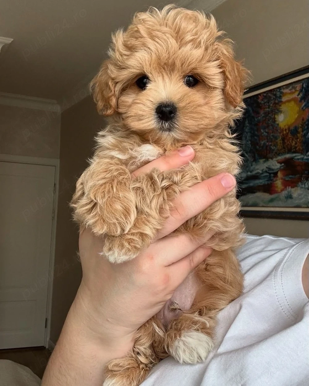 Pudel caniche mini toy 