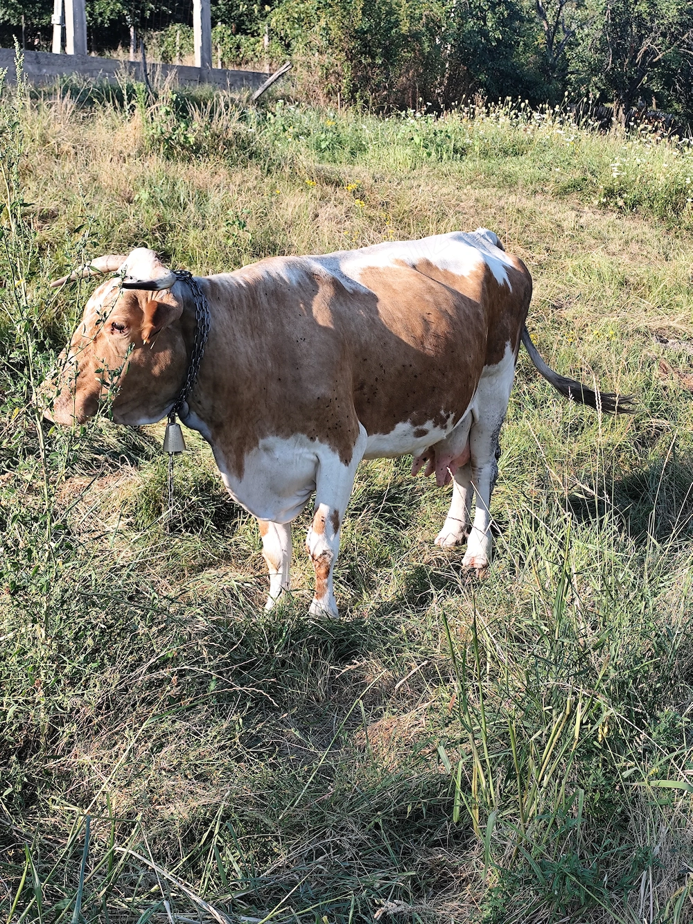 Vaca bălțată românească 