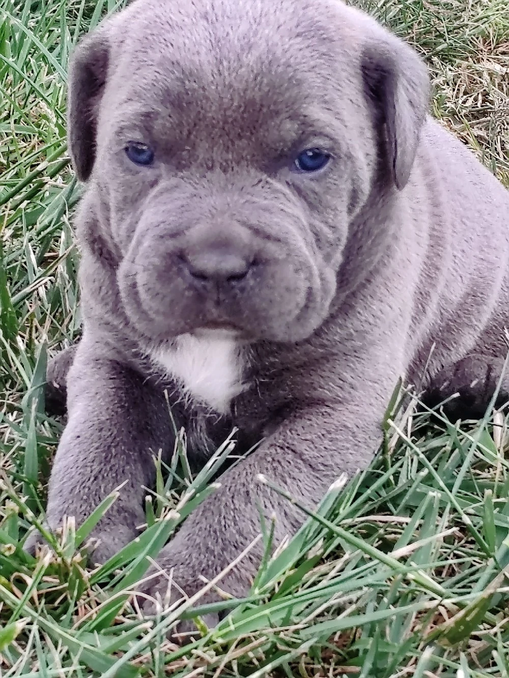 cane corso de vânzare