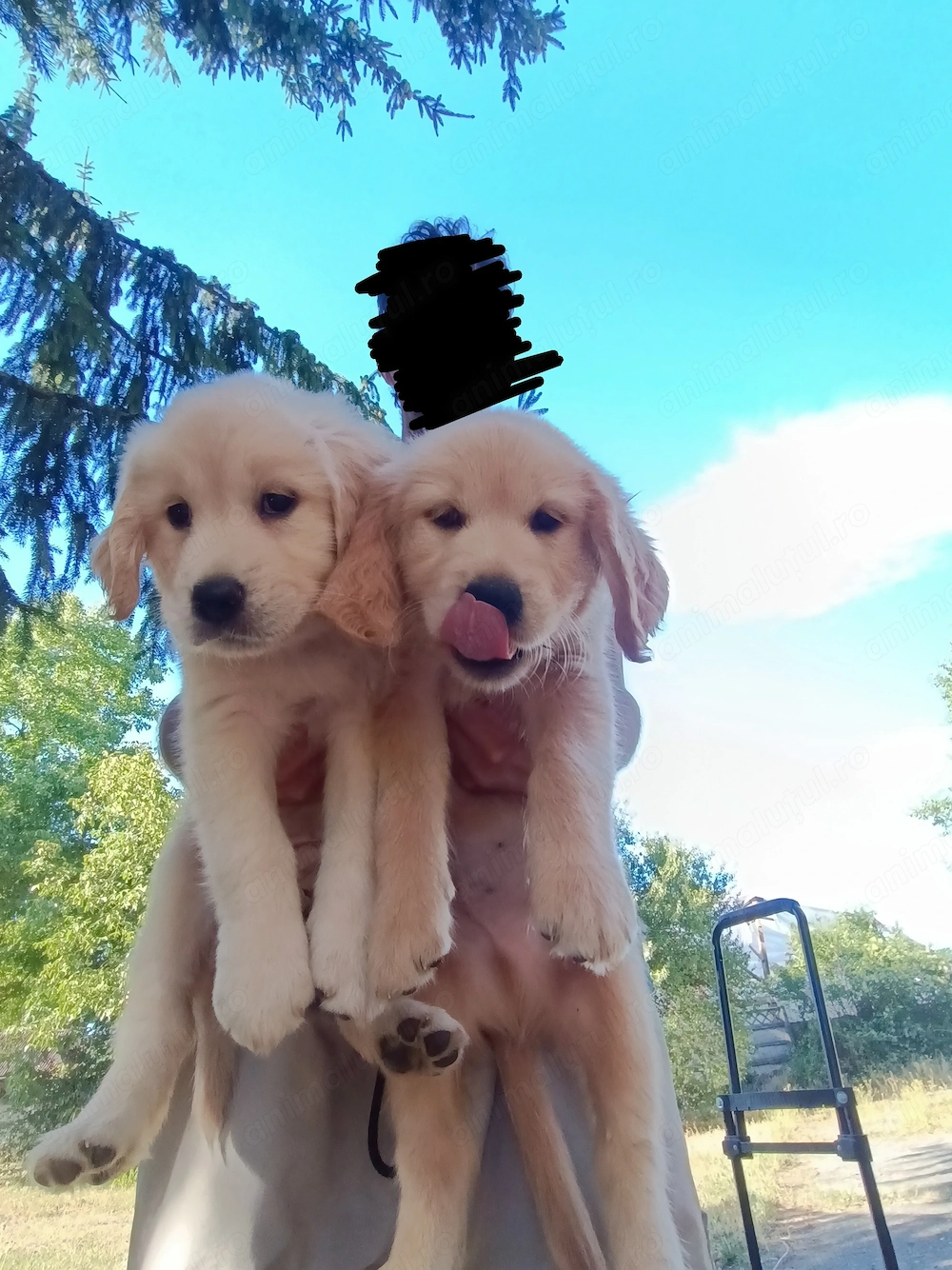 Puii Golden Retriever 2 luni 2 fete băieți disponibili imediat 