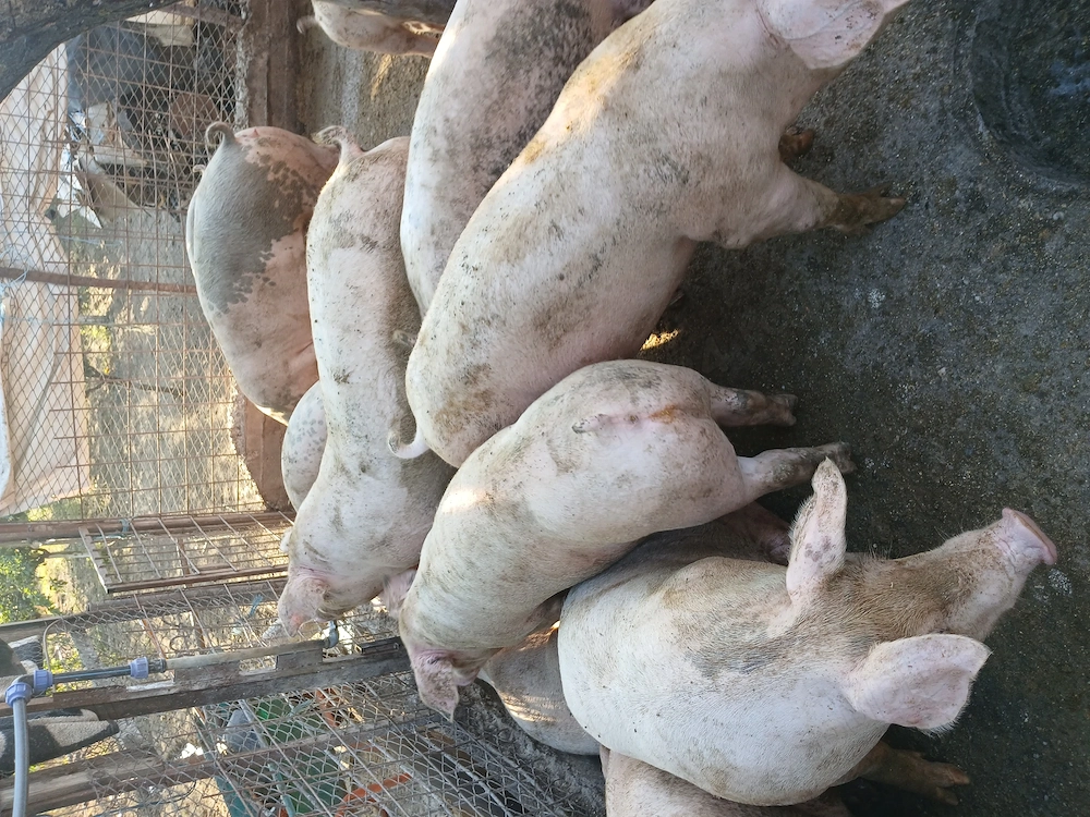 Porci crescuti in gospodarie