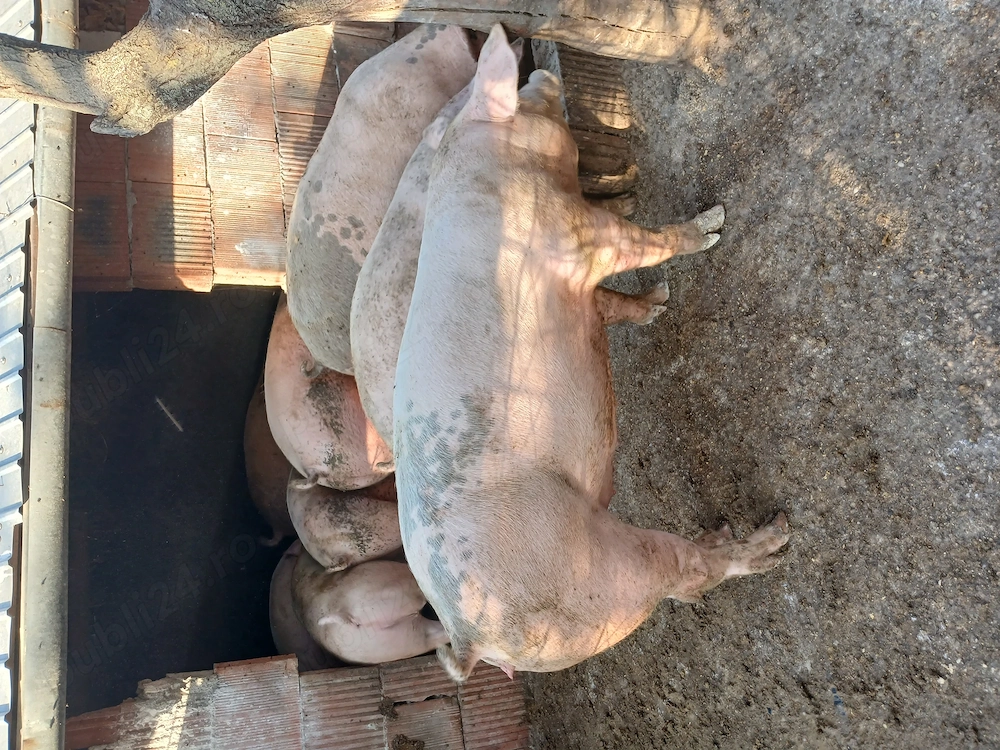 Porci rasa de carne duroc landras marele alb