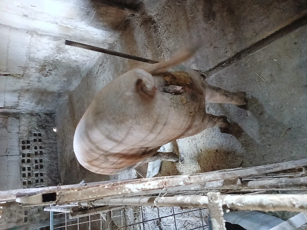 Porci 60kg 250kg