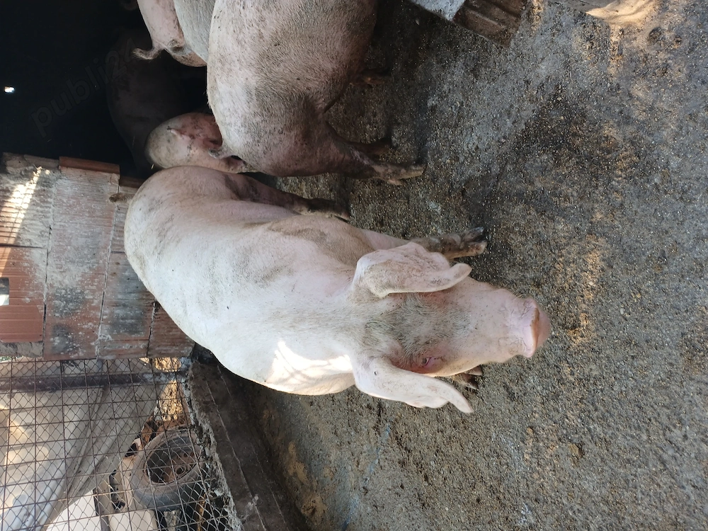 Porci crescuți românește, în gospodărie proprie! 