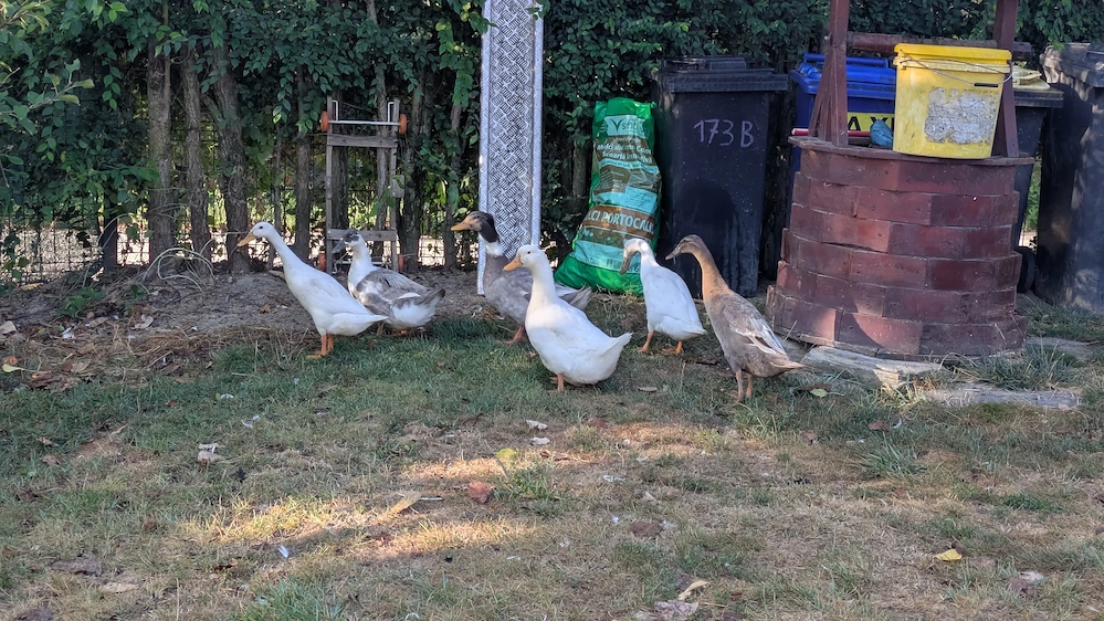 Rațe indiene și mixte