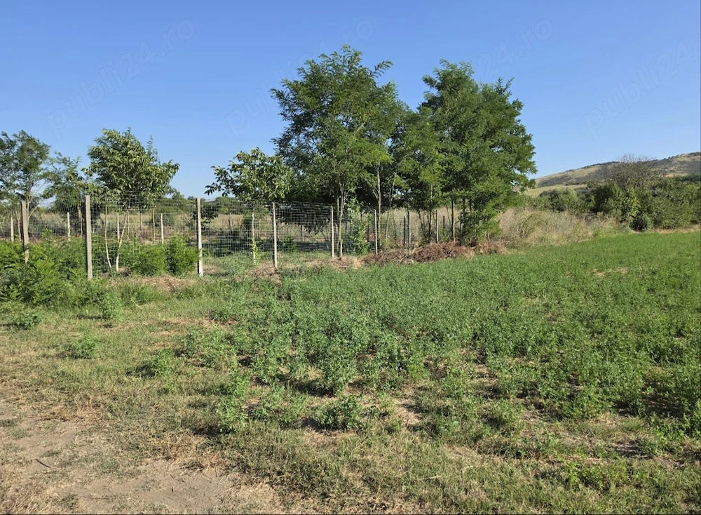 Teren pretabil camping în delta continentală(sat Victoria comuna Nufăru)