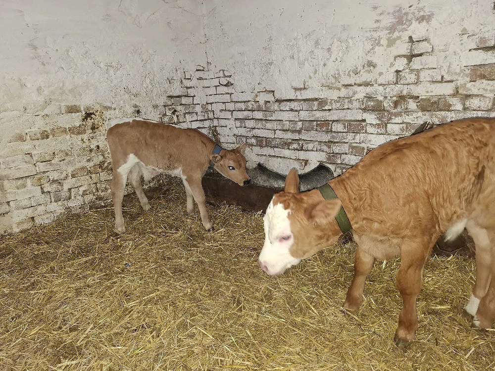 vand viței tăurași