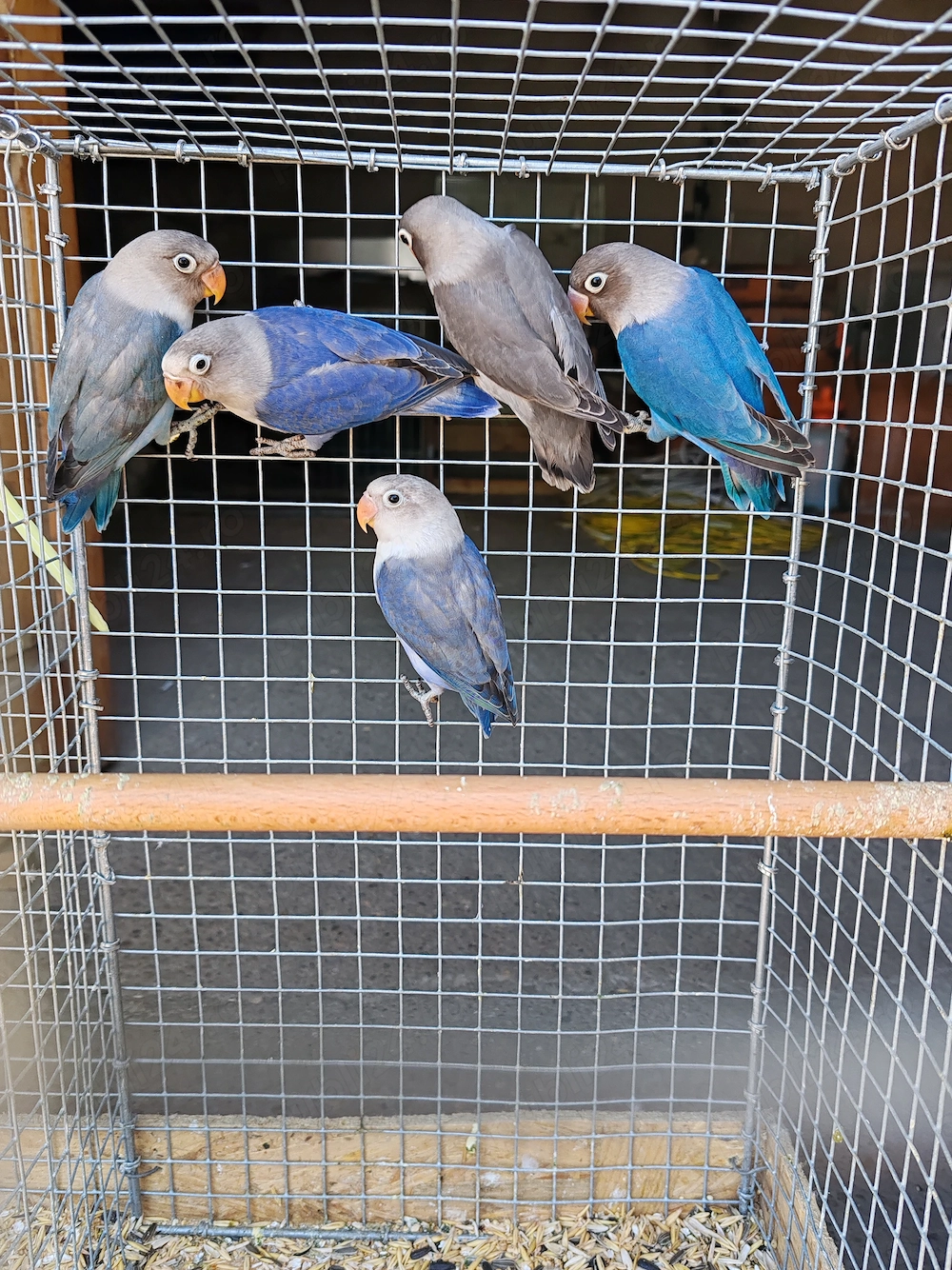Peruși și agapornis 