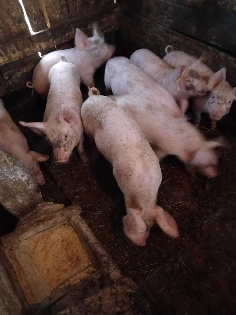 Purcei de 8 saptamanii de vanzare 