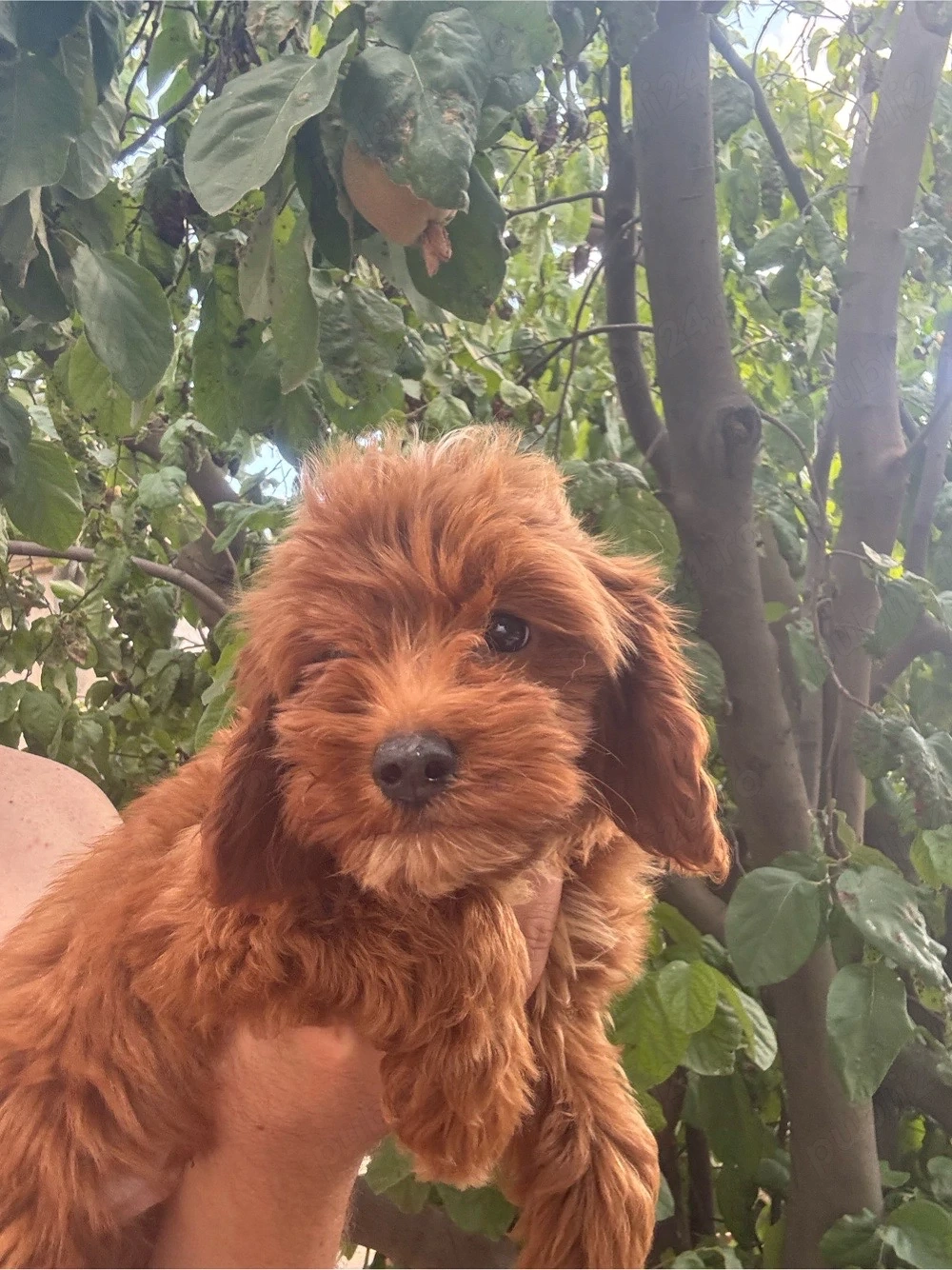 Maltipoo Toy baiat cu pasaport