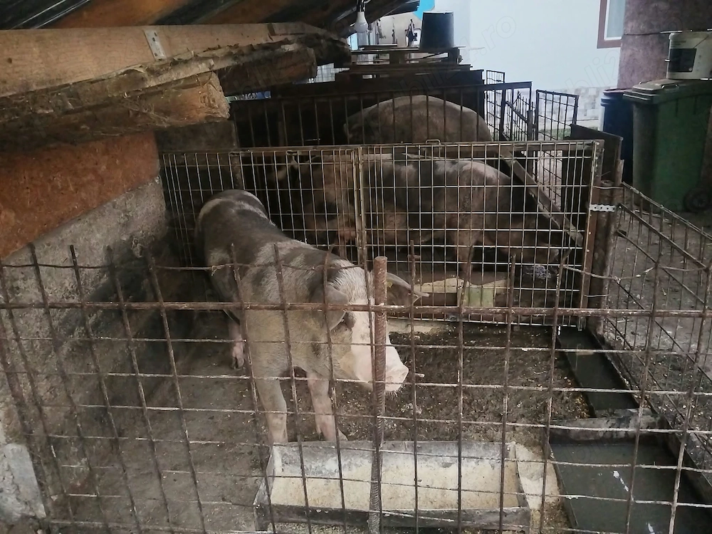 Porc de vanzare