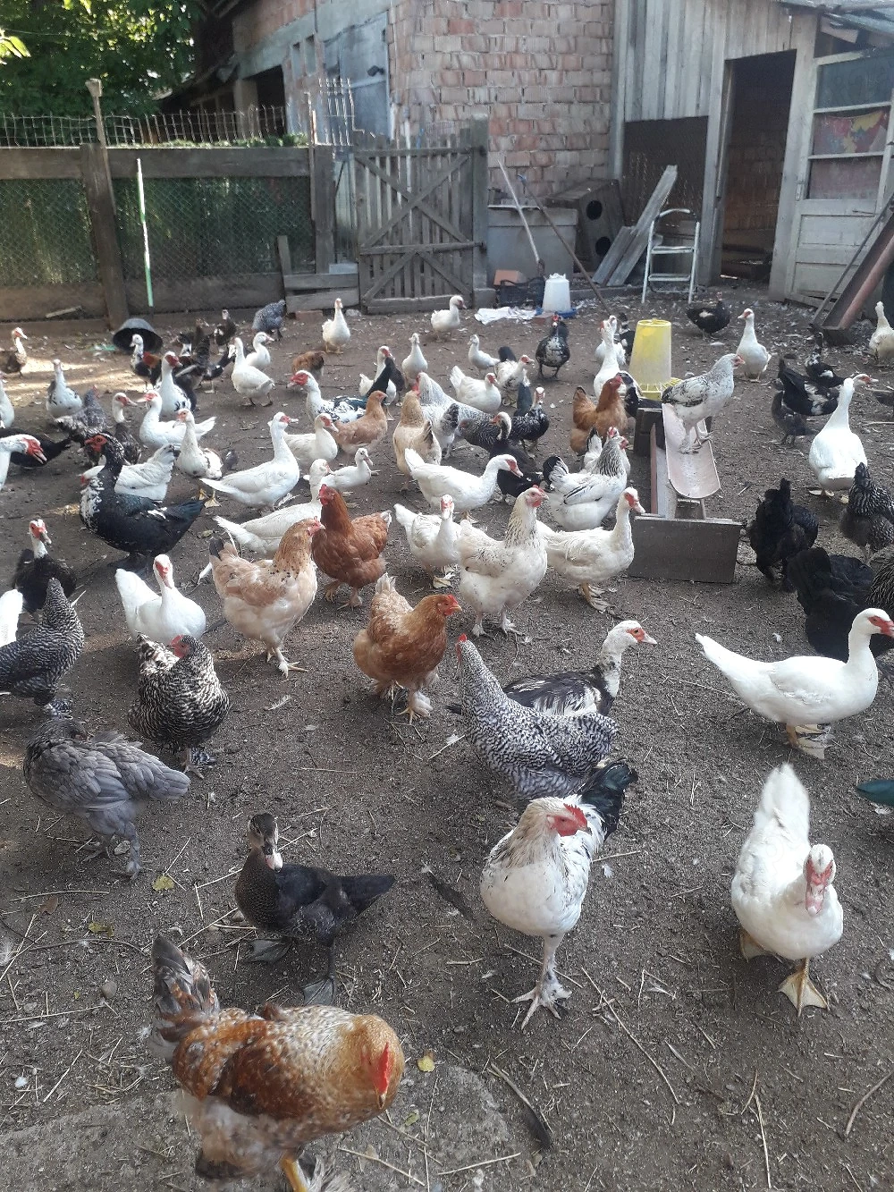gaini cocosi rațe mute de curte 