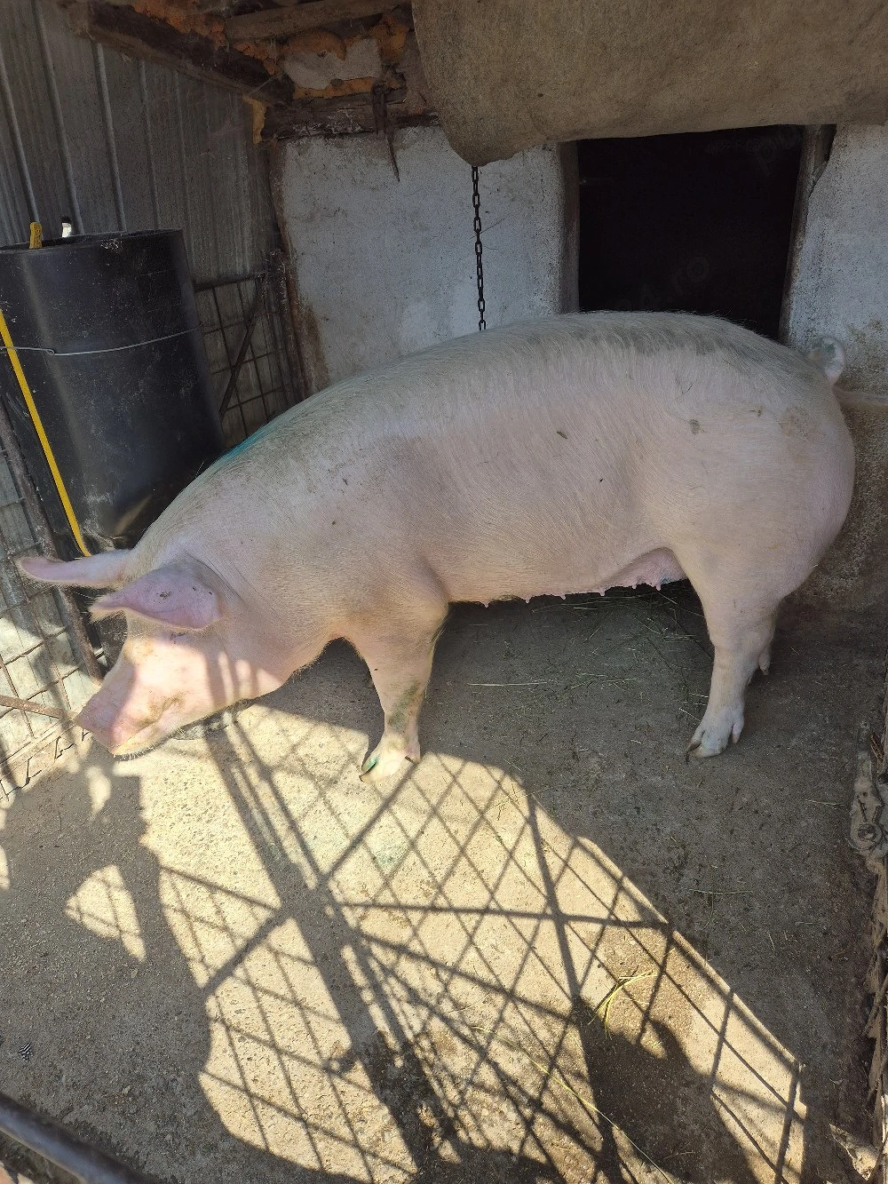 De vanzare porc de carne crescut la tara .