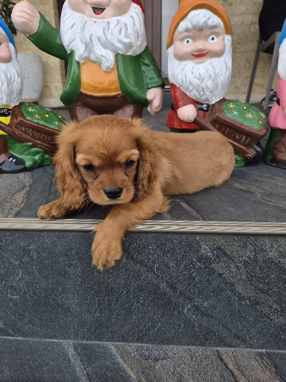 catelus cavalier king charles spaniel 