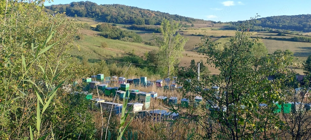 Tren cu intravilan pentru proiecte 